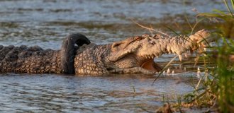 Who will remove a tire from a wild crocodile - fun competitions in Indonesia (5 photos)