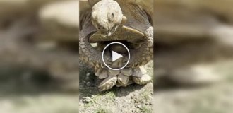 At a zoo, a caretaker intervened in a "private moment" of turtles