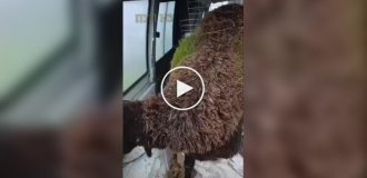 На шерсти овцы выросла трава