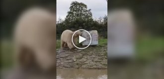 Ice cream for a polar bear