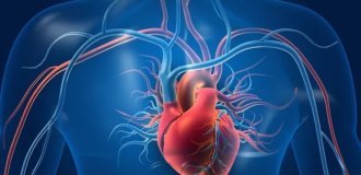Учёные: сердце человека обладает способностью к самовосстановлению (3 фото)