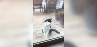 Кот Адольф