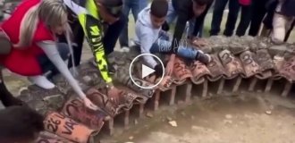 В Африке в казино вместо шарика живой кролик