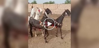 Танцующие козы