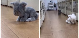 Adorable Angora Rabbits (2 Photos + 2 Videos)