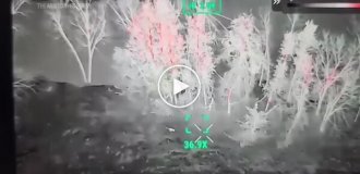 Кенгуру перепрыгнул через высокий забор и удрал из контактного зоопарка