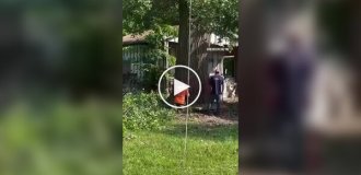 Як не слід рубати величезне дерево у дворі