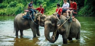 На слонах більше не покатаєшся – лавочку прикрили (6 фото)