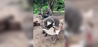 Baby elephant couldn’t sit on a chair and deliberately dropped it
