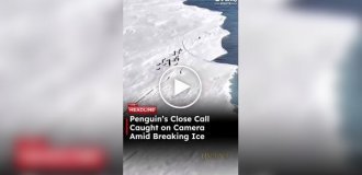 Пингвин в Антарктиде едва не уплыл в океан на отколовшейся льдине