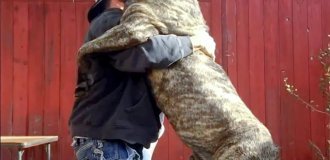 A unique breed of giant dogs that lived in the times of Rome and Ancient Greece has been revived in America (4 photos)