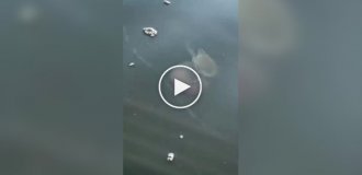 A crab rides a jellyfish