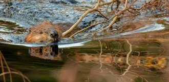 In Slovakia, a beaver built a dam that can leave five thousand residents without water (3 photos)