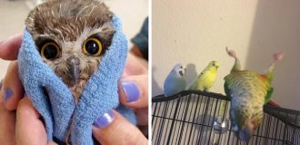 20 Cases When Birds Were More Charismatic Than All Other Creatures Combined (21 photos)