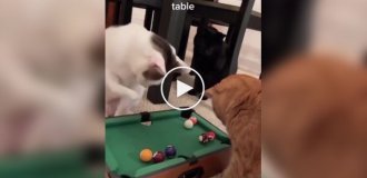 Мини-бильярд для котов