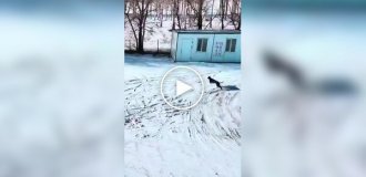 В Китае засняли эпичную погоню собак за зайцем, и по накалу страстей - это настоящий блокбастер