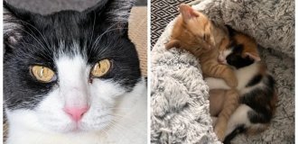 20 повседневных занятий котиков, которые не сразу поддаются идентификации (21 фото)