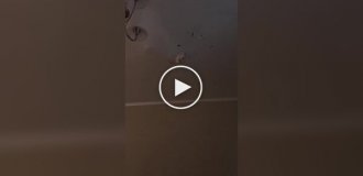 Кот испортил натяжной потолок в доме хозяев