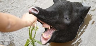 Тапир: остановился в развитии и ему хорошо (11 фото)