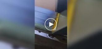 Гарне та дивовижне (короткі відео). Випуск 58