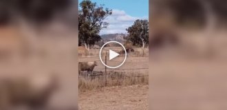 A cocky ram underestimated an ordinary basin