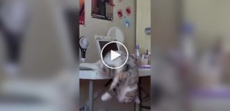 Кошачий тихий час