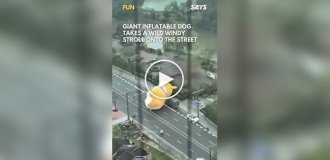 The cutest car accident. A huge corgi rolls down the road