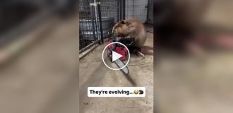 Beavers continue to evolve