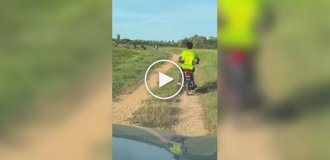 Cows that unexpectedly walked onto the road stopped a police chase