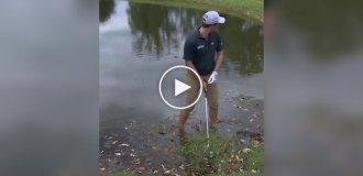 An alligator monitored the golfer's swing
