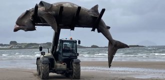 A seven-meter shark was found on the beach and had to be lifted with a tractor (5 photos)