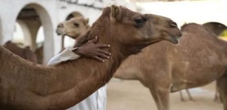 20 верблюдів дискваліфікували за сліди ботоксу на конкурсі краси (2 фото)