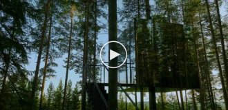 В Швеции сдают «невидимый» куб на дереве