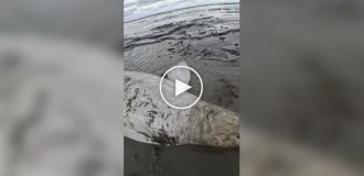 Men rescue a stranded beluga whale
