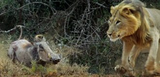 Warthog: how pigs fight (15 photos)