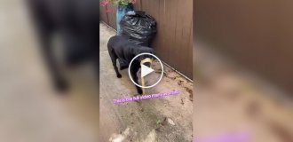 A dog's face got stuck in the arms of a snake