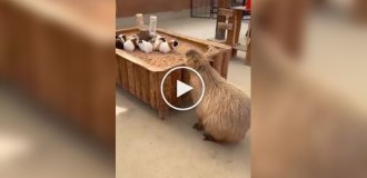A capybara tries to infiltrate a flock of guinea pigs