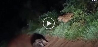 Ягуар атакував мурахоїда в несподіваний момент