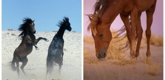 The Mystery of the Wild Lords of Namibia (12 photos + 1 video)