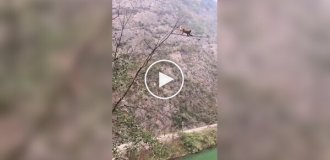 В Таиланде обезьянка показала, что готова на все ради вкусного манго