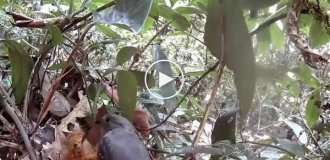 Отличная природная маскировка птенцов серой аулии
