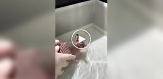 Броненосець полюбив водні процедури