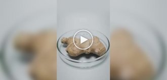 Таймплапс роста различных растений