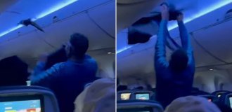 Pigeons wreak havoc on board an airplane (3 photos + 1 video)