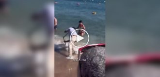 A moray eel bit a tourist on a beach in Egypt