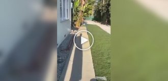 Необычные знакомства домашних питомцев