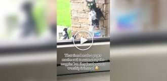 Чучело совы не помогло прогнать настырных птиц