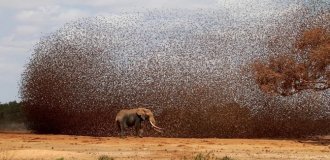 Red-billed Weaver: A Cloud of Hundreds of Millions of Birds Devastates Africa (10 photos)