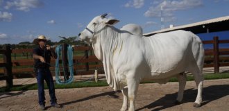 “Let’s feed the whole world”: what a cow worth 4 million dollars looks like (2 photos + 1 video)