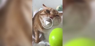 Кот и настольный вентилятор